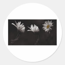 Trois Daisies3 Autocollants