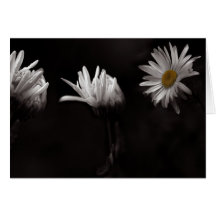 Trois Daisies3 Cartes De Vœux