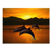 Trois dauphins au coucher du soleil cartes postales