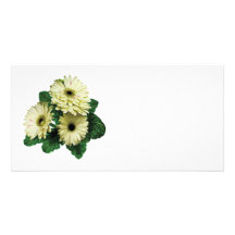 Trois marguerites blanches de Gerbera Carte Avec Photo