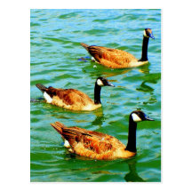 Trois oies canadiennes cartes postales