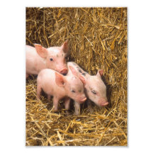 Trois petits porcs photo