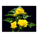 Trois roses jaunes carte postale
