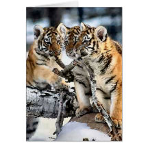 Trois tigre CUB en cadeaux d'art de neige Carte
