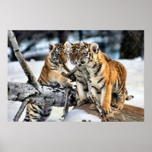 Trois tigre CUB en cadeaux d'art de neige Posters