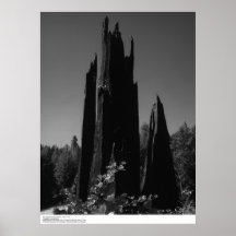 Tronçons d'arbre, la Californie du nord, août 1966 Poster
