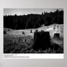 Tronçons de séquoia par Ansel Adams Posters