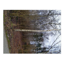 Troncs d'arbre dans le paysage cartes postales