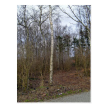 Troncs d'arbre dans le paysage cartes postales