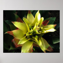 Tropical Affiche