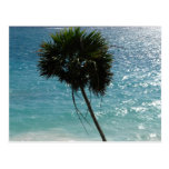 Tropical Beach Palm Tree Postcard