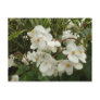 Tropical Begonia Flowers Postcard