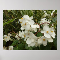 Tropical Begonia Flowers Poster Print