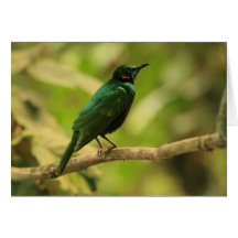 Tropical Bird Greeting Card