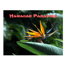 Tropical Bird of Paradise Postcard