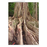 Tropical Fig Tree Roots Cards