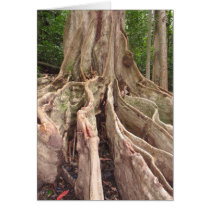 Tropical Fig Tree Roots Cards