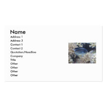 Tropical Fish Business Cards
