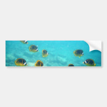 Tropical Fish in Hawaii Bumper Stickers