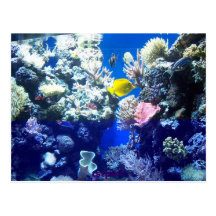 Tropical Fish Post Card
