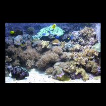 Tropical Fish posters