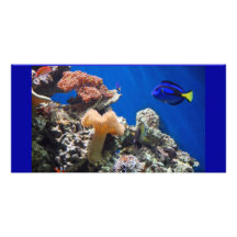 TROPICAL FISH SEALIFE CORAL DIGITAL REALISM OCEAN PHOTO GREETING CARD