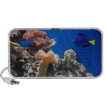 TROPICAL FISH SEALIFE CORAL DIGITAL REALISM OCEAN TRAVEL SPEAKERS