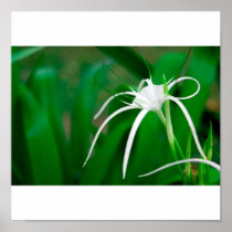 Tropical flower posters