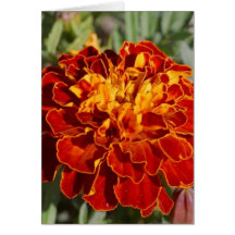 tropical flowers greeting cards