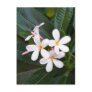 Tropical Hawaii White, Pink, Yellow, Plumeria Post Cards