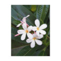 Tropical Hawaii White, Pink, Yellow, Plumeria postcards