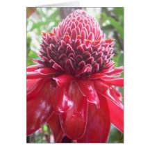 Tropical Hawaiian Flower Cards