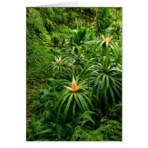 Tropical Hiking Trail Cards