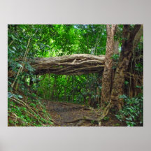 Tropical Hiking Trail Print