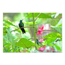 Tropical Hummingbird and Flowers Photo