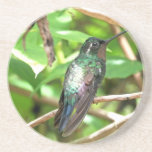 Tropical Hummingbird Picture Drink Coaster
