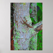 Tropical Lizard Poster