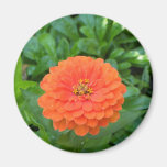 Tropical Orange Flower Floral Hawaii Magnets