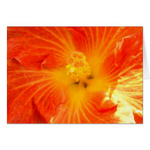Tropical Orange Hibiscus Greeting Card
