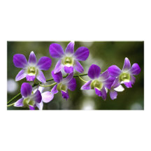 Tropical Orchids Photocard Photo Card Template