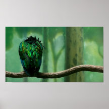 Tropical Parrot from Behind Poster