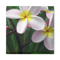Tropical Pink and Yellow Plumeria Magnet