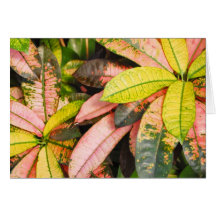 Tropical Plant Card