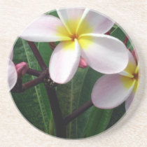 Tropical Plumeria Coaster