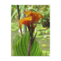 Tropical postcards