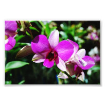 Tropical Purple Orchid Print Photographic Print