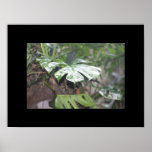 Tropical Rain Poster