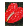 Tropical Red Flower Postcards