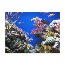 Tropical Reef Postcards