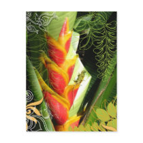 Tropical Salamander Postcard